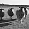 Wedding Photographer George Mahood  Sheep